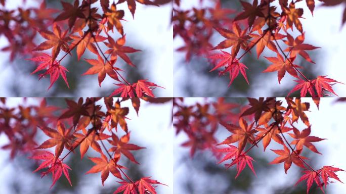 秋天立秋秋分红叶枫叶空镜