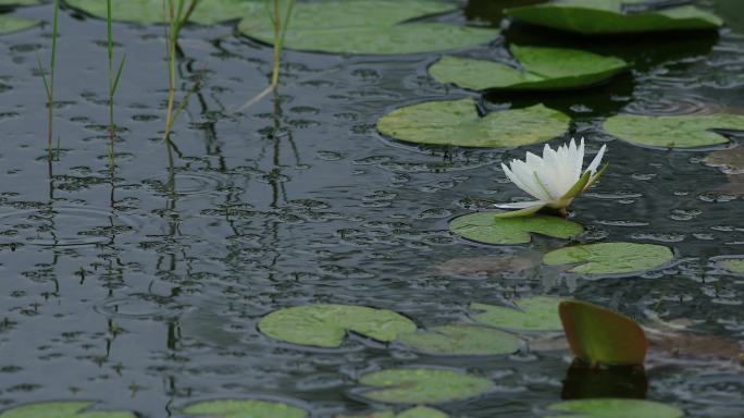 4K雨中池塘白色睡莲盛开06