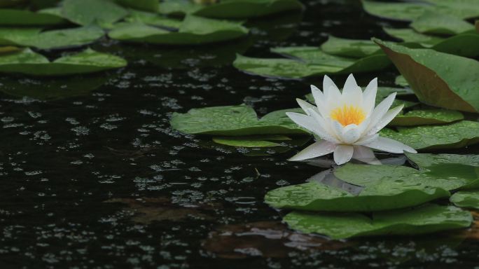 4K雨中池塘白色睡莲盛开11