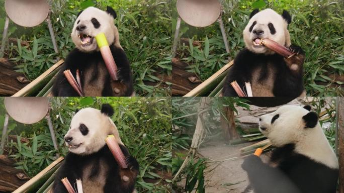 4K大熊猫吃竹子 升格慢动作素材