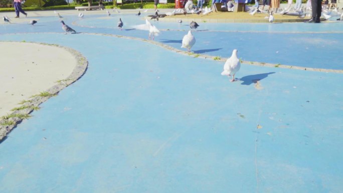公园广场一群鸽子