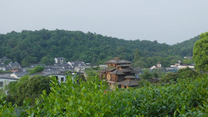 杭州西湖龙井茶茶园