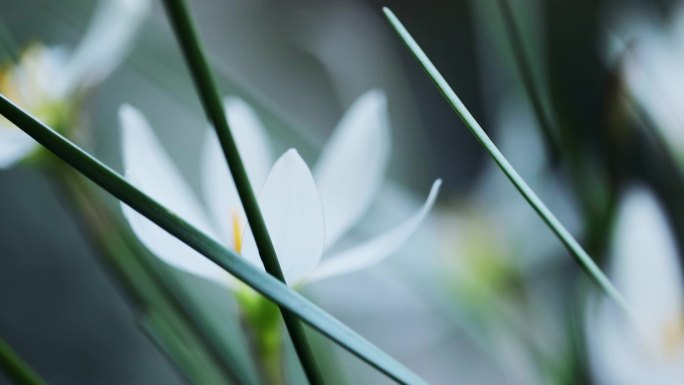 风雨花