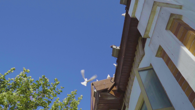 鸽子飞上屋顶白鸽飞翔
