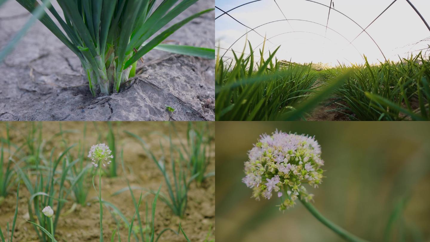 美丽乡村 韭菜大棚种植镜头一组