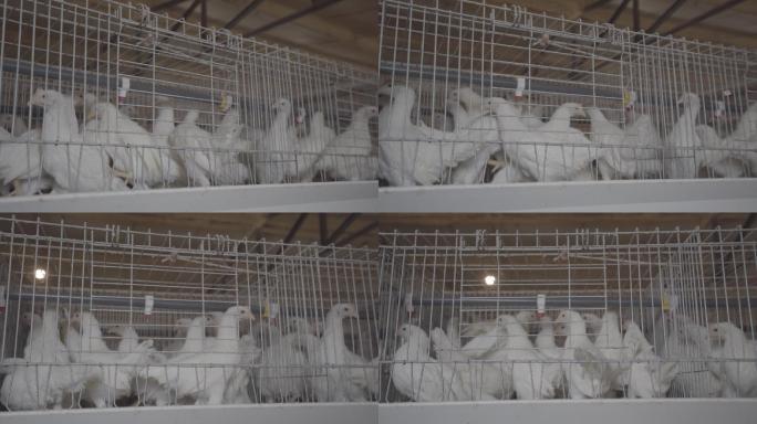 白色雏鸡在鸡舍内现代化养鸡场养殖场