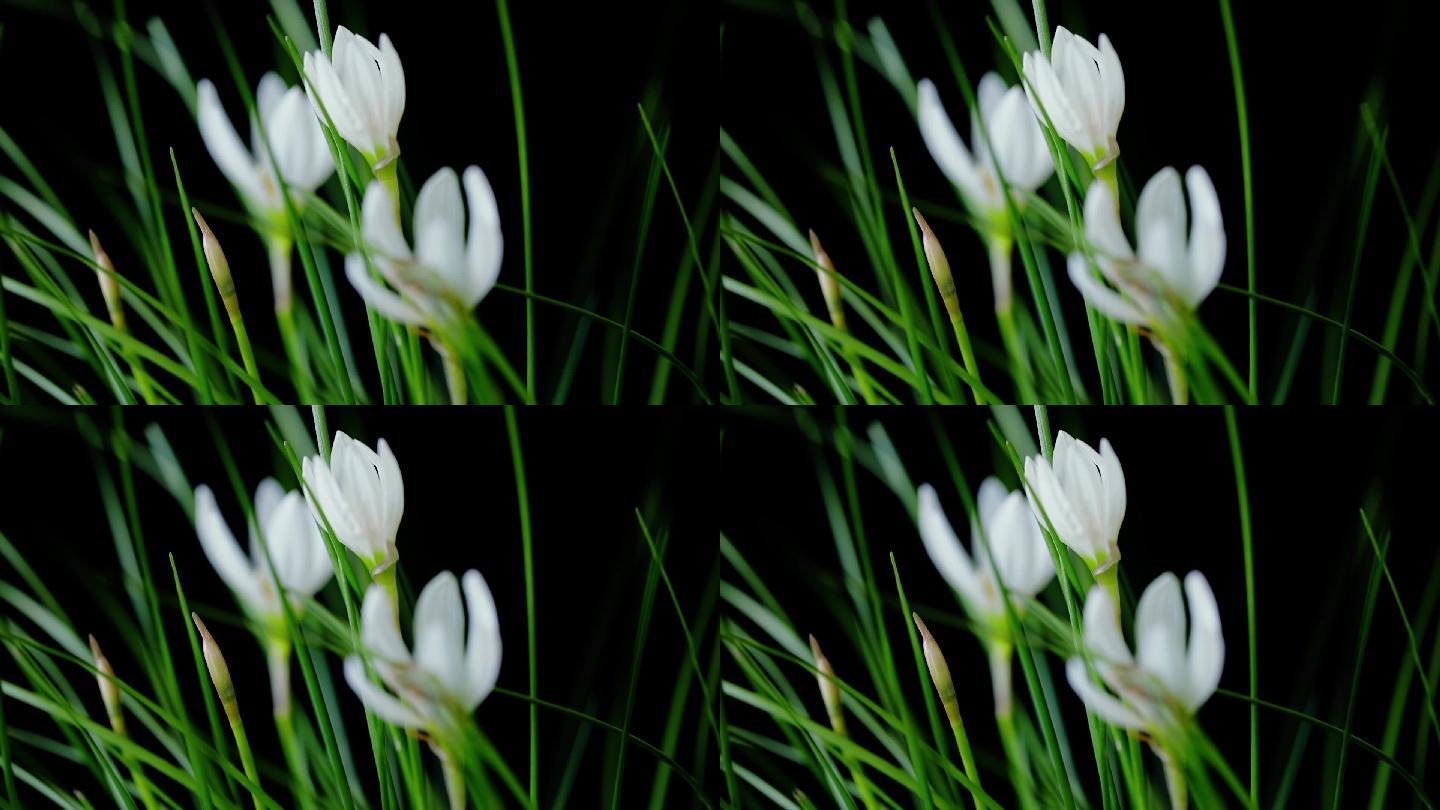 白色的韭菜莲观赏花卉