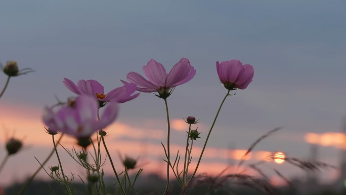 夕阳下格桑花海4k