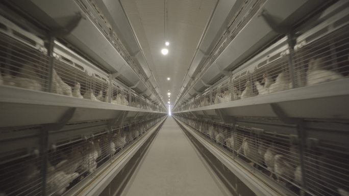 现代化养鸡场养殖场
