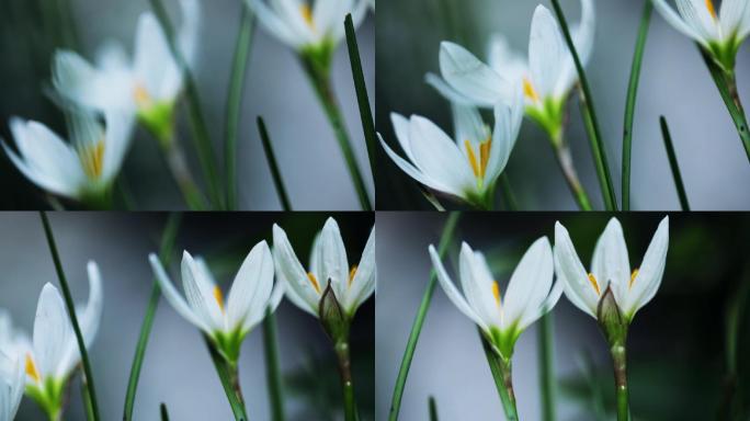 白色的韭菜莲花朵