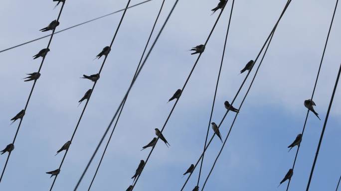4K电线上的燕子群12