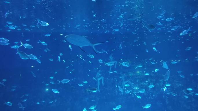 海昌海洋公园美人鱼表演