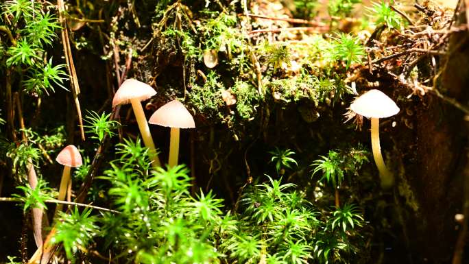 自然菌类蘑菇生长延时
