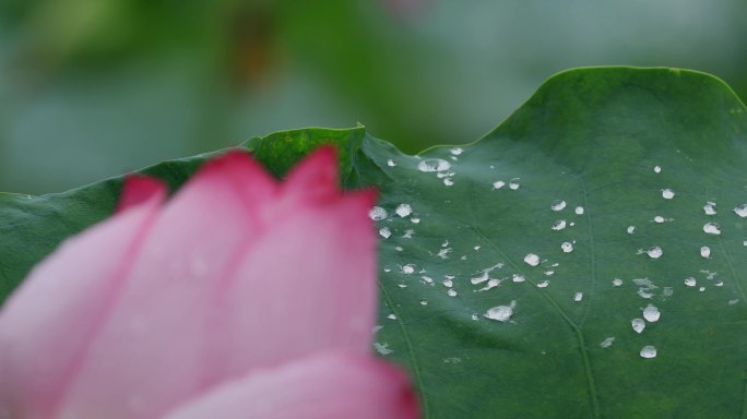 4K雨后荷叶荷花一组