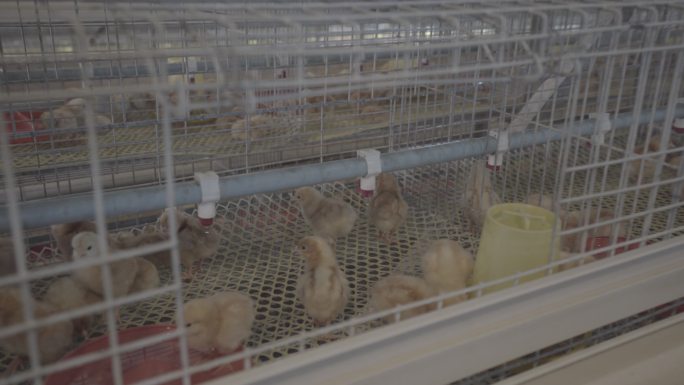 小鸡在现代化的鸡舍内现代化养鸡场养殖场