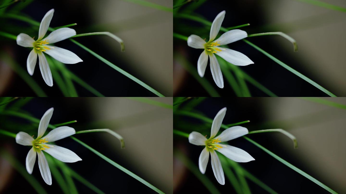白色的韭菜莲花朵