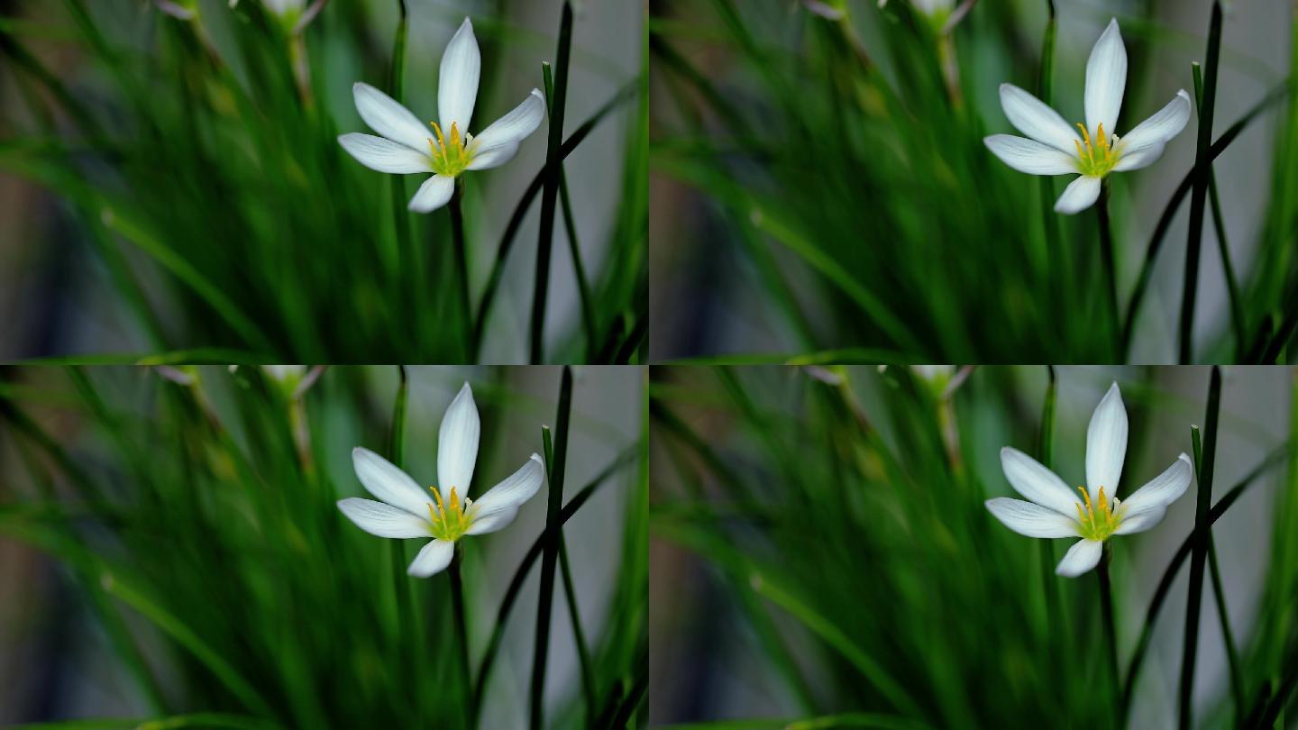 盛开的洁白花朵鲜花花卉绽放的鲜花
