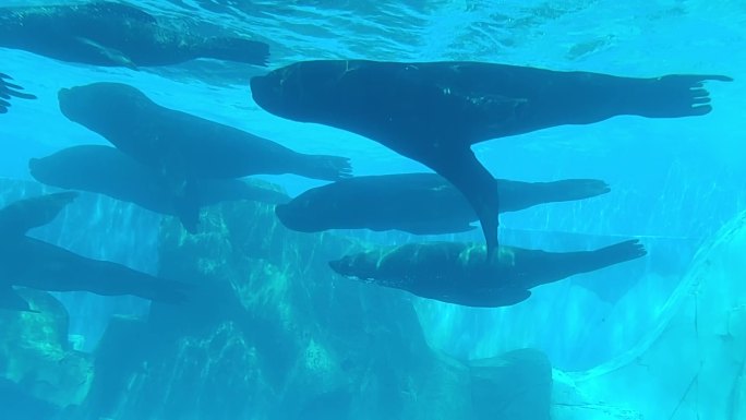 海昌海洋公园海豹 海狮 海牛