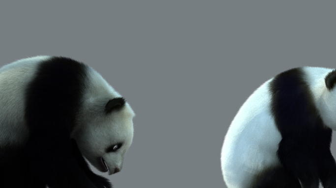 熊猫 玩耍 带毛发 带通道 真实 影视级