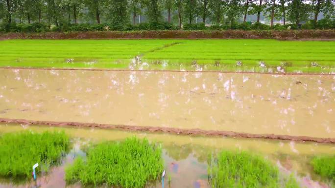 航拍水稻种子生产基地