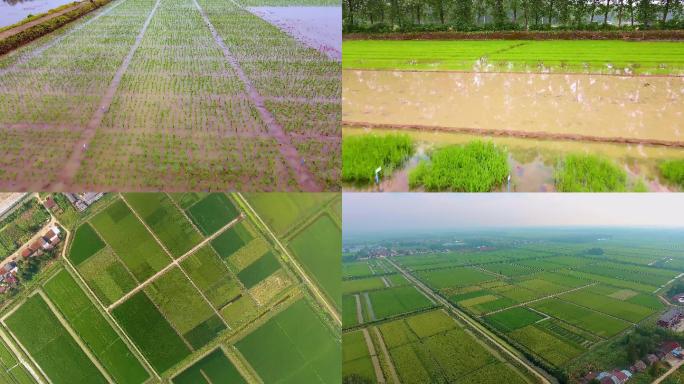 航拍水稻种子生产基地
