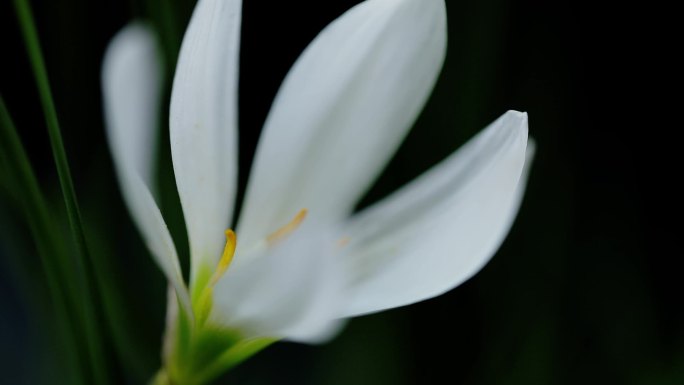 白色的韭菜莲花朵特写