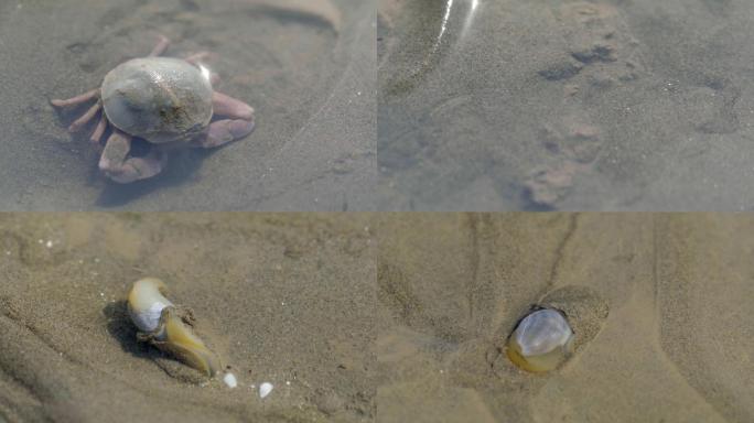 沙滩小螃蟹 贝类