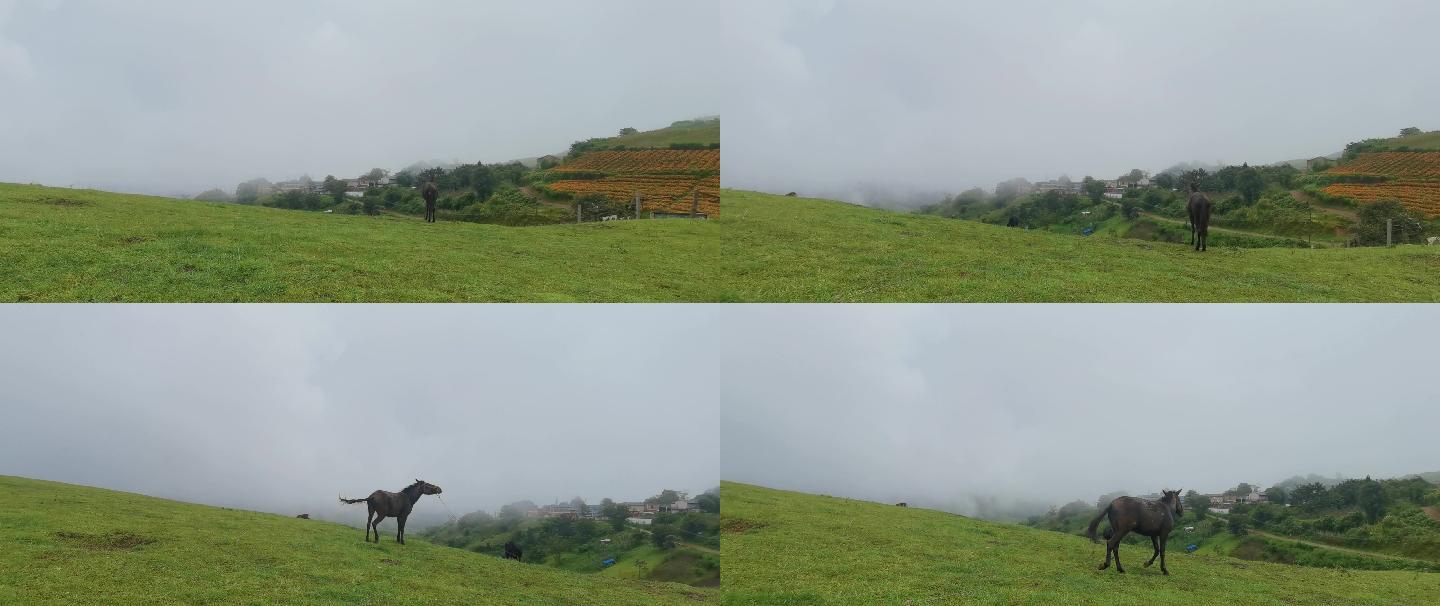 云南唯美雨天草原