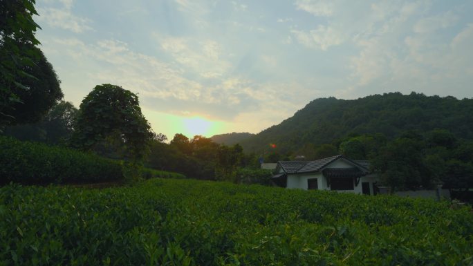 杭州西湖龙井茶茶园