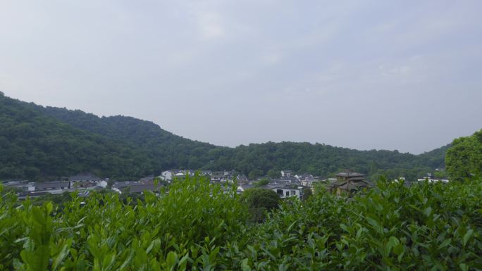 杭州西湖龙井茶茶园