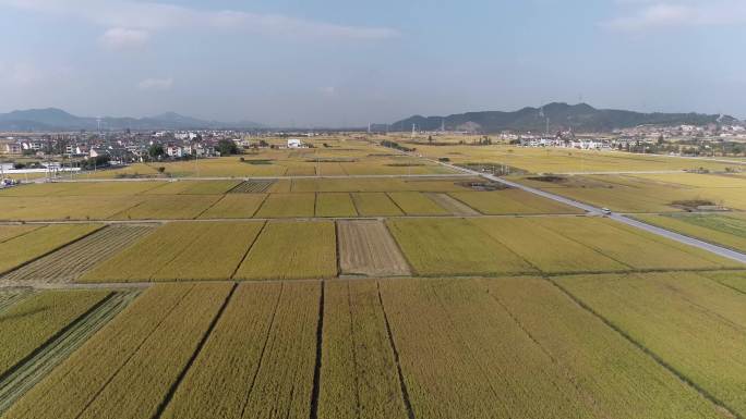 农村稻田航拍