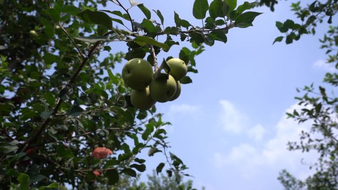 果园中的苹果 慢动作 天空