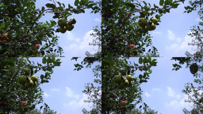 果园中的苹果 慢动作 天空