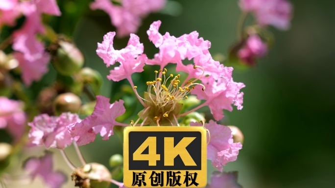 紫薇花紫金花紫兰花百日红实拍4K超清视频