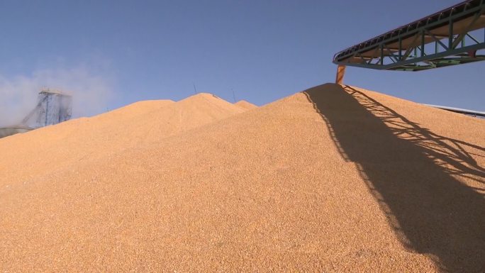 吉林省四平市正在卸载的玉米