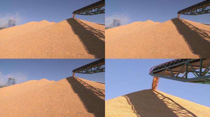吉林省四平市正在卸载的玉米