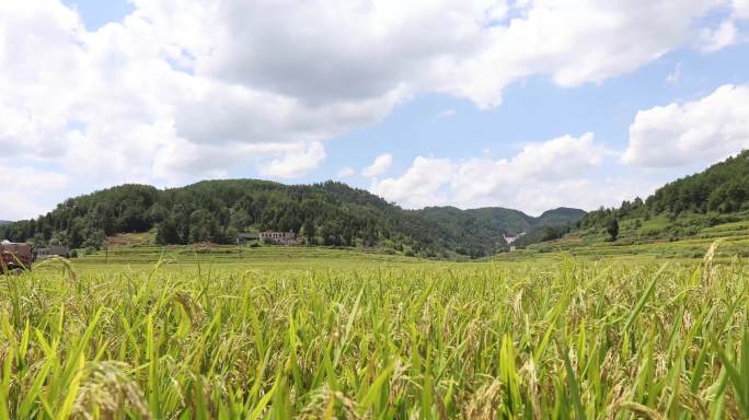 4K实拍3组稻谷稻田素材