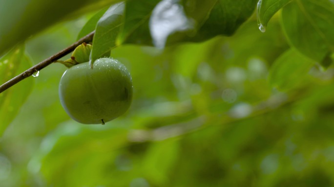 【正版素材】中景柿子绿叶果实自然小雨固定