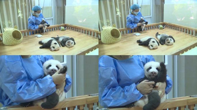 饲养熊猫幼崽的饲养员