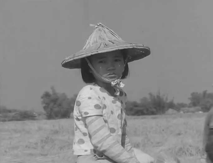 60年代台湾水稻