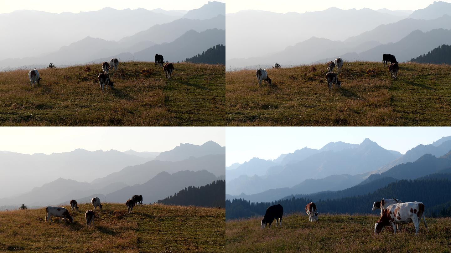 牛群放牧草坪在远山背景