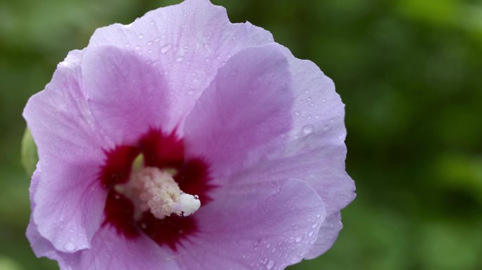 【正版素材】特写木槿花小雨水珠自然下移