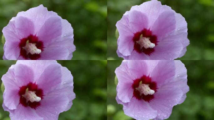 【正版素材】特写木槿花小雨水珠自然下移