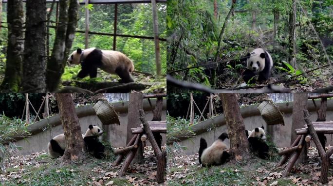 嬉戏中的大熊猫国宝野生动物保护动物