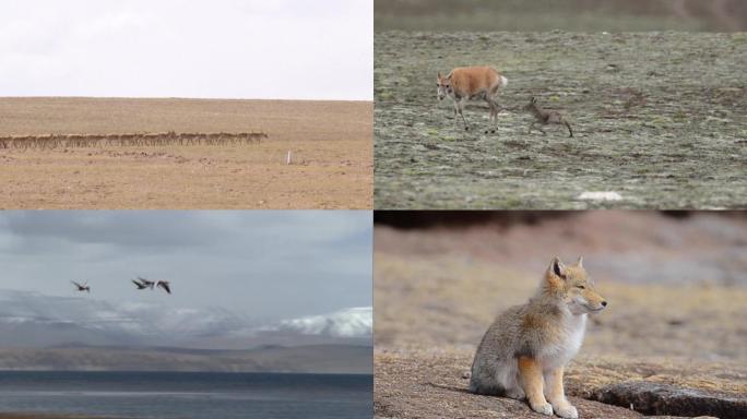 青海可可西里的藏羚羊、岩羊、藏狐、秃鹫