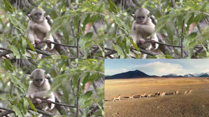 中国树上金丝猴和奔跑的藏羚羊