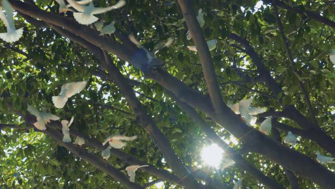 清晨树上的鸽子