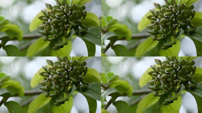 【正版素材】特写琼花微风绿叶横移