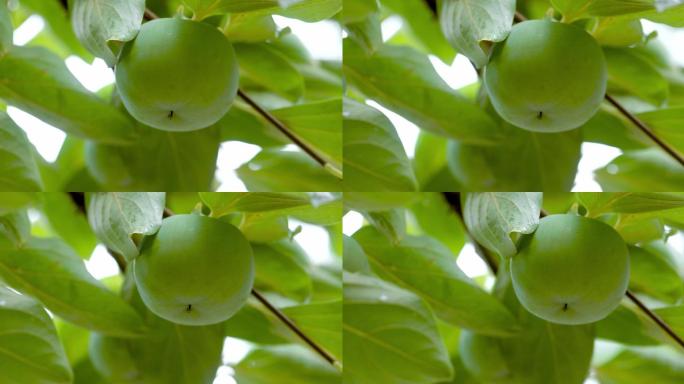 【正版素材】柿子绿叶果实自然小雨横移2
