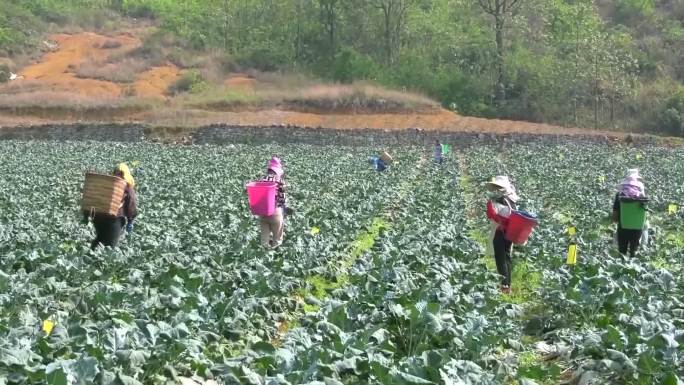 云南怒江傈僳族自治州泸水市正在采摘的农民